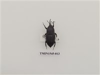 藏品(長錐象鼻蟲科)的圖片